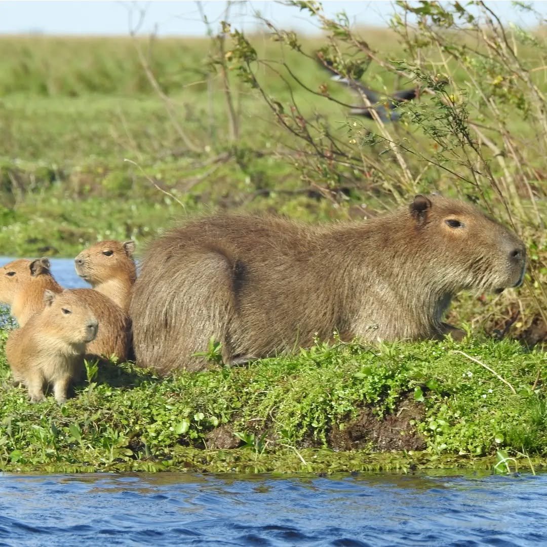 Paisajes del Iberá